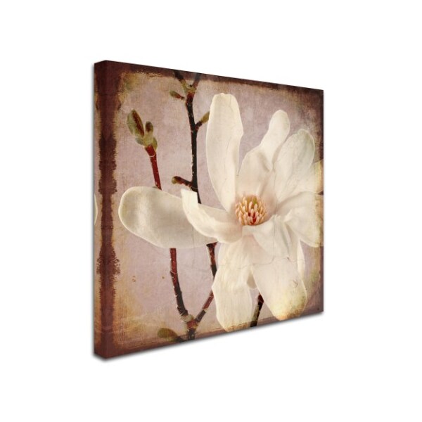 LightBoxJournal 'Paper Magnolia Closeup' Canvas Art,35x35